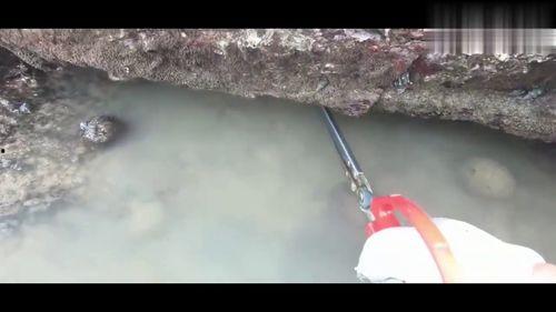 爆料赶海的视频,跟随镜头探寻海洋宝藏的奥秘 第1张 爆料赶海的视频,跟随镜头探寻海洋宝藏的奥秘 第1张