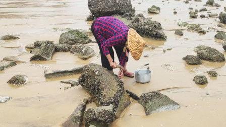 爆料赶海的视频,跟随镜头探寻海洋宝藏的奥秘 第2张 爆料赶海的视频,跟随镜头探寻海洋宝藏的奥秘 第2张