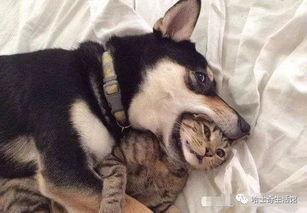 猫咪爆料合集视频下载,揭秘萌宠日常趣事