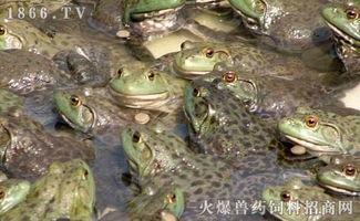 养殖牛蛙爆料怎么做的视频,视频揭秘养殖全过程  第3张