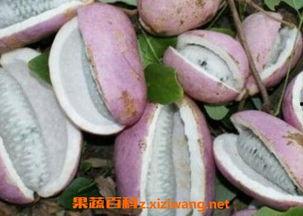 网红吃的八月瓜,八月瓜美食探秘
